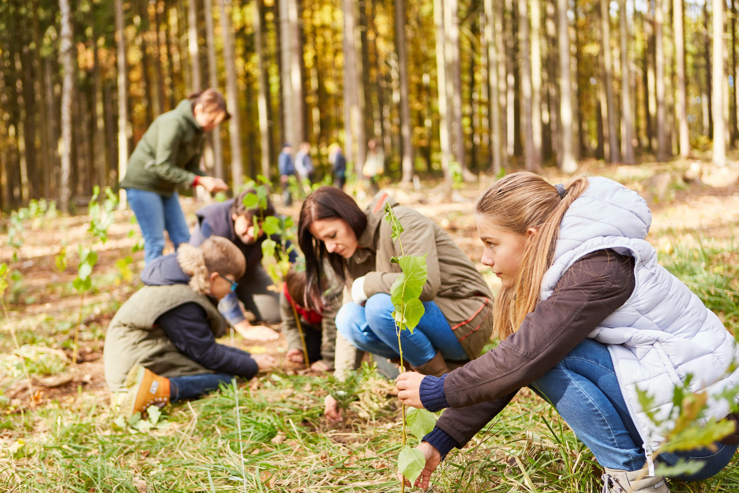 Family and volunteers plant trees in the forest Internationaler Klimaschutz